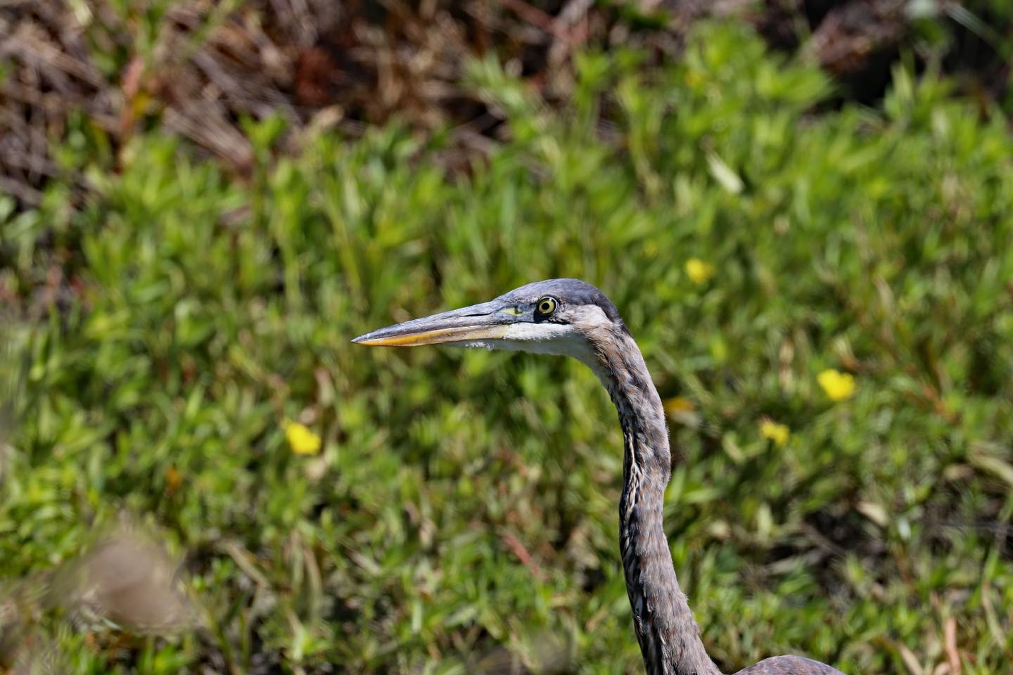 為了珍貴的野生鳥兒 一切投資都值得-3