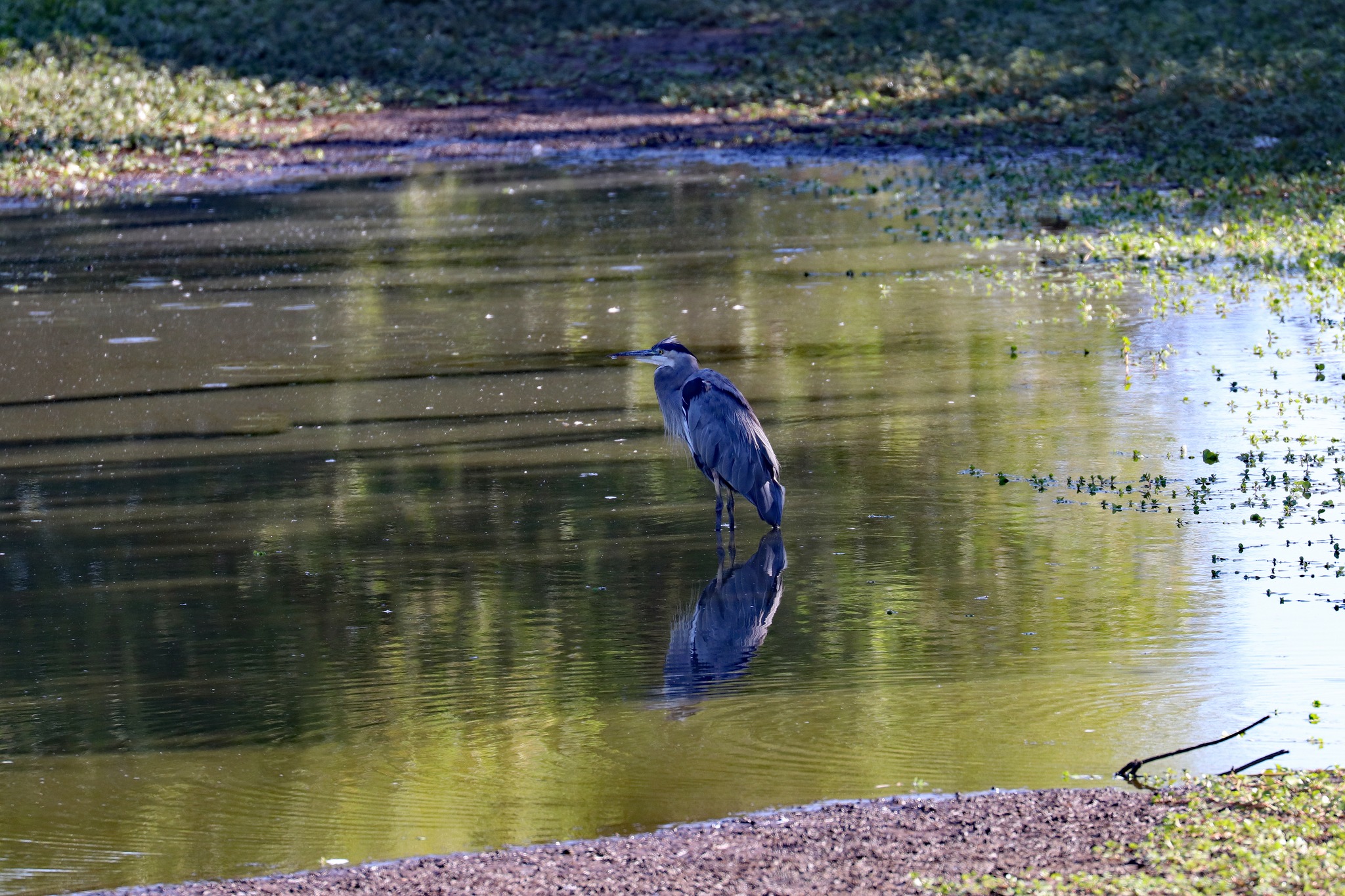 為了珍貴的野生鳥兒 一切投資都值得