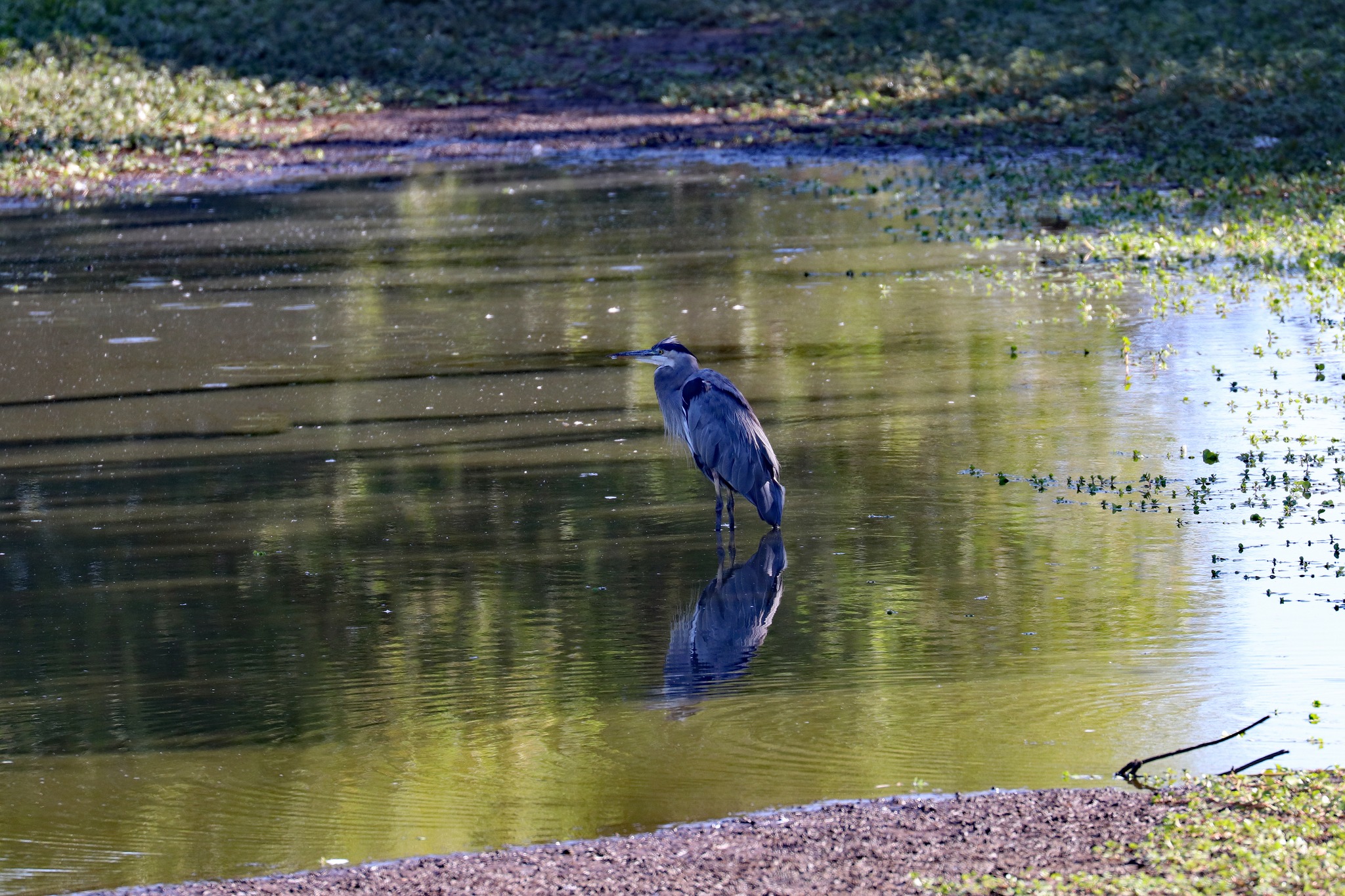 為了珍貴的野生鳥兒 一切投資都值得-4